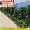 苗木基地直銷造型羅漢松柏樹 羅漢松盆景綠化濕地風景樹現(xiàn)貨批發(fā)