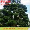 廠家直銷臺灣日本羅漢松國產(chǎn)松海島松園林工程綠化高價值樹