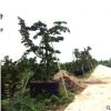 東莞苗圃直批精品造型羅漢松 地徑8-15公分臺灣日本羅漢松樹批發(fā)