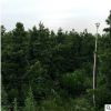 優質精品小葉雀舌羅漢松樹苗 臺灣造型羅漢松定植苗基地批發