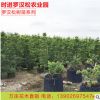 基地直批臺灣日本造型羅漢松樹苗 雀舌羅漢松盆栽地栽苗成活率高