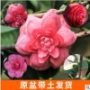 廠家供應六角粉連 山茶苗原生盆栽帶原土發貨