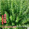 大量長期供應迎春 扶芳藤 爬山虎 凌霄 紫藤 常春藤木