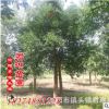 供應綠化苗木 杜英小苗 優價杜英直銷10-30公分