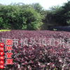 湖南綠化苗木供應(yīng) 紅花繼木中小苗 地被及色塊小苗