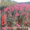 湖南苗木公司 供應(yīng)紅花紫薇 紫薇小苗
