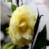 實(shí)拍茶花 純黃色系茶花 正黃旗 收藏價(jià)值很高的品種 一年生壯苗
