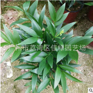 迷你小盆栽 竹柏又名 （萬年青）花農(nóng)產(chǎn)地批發(fā)