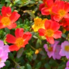 太陽(yáng)花盆栽批發(fā)松葉牡丹桌面花卉陽(yáng)臺(tái)死不了植物大花馬齒筧草本