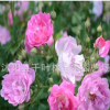 藤爬植物 薔薇苗 無(wú)刺薔薇 庭院攀援花卉植物室外盆栽包郵