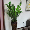 金錢樹(shù)盆栽 綠植花卉 觀賞植物 觀葉植物 金錢樹(shù)種子 凈化空氣
