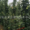 出售優質蘋果苗，特優紅肉蘋果苗，柱狀蘋果苗成活率高，質優價廉