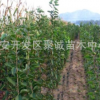 供應優質蘋果樹苗 適合南北方種植 嫁接蘋果樹苗 紅肉蘋果樹苗