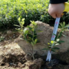 產地直銷毛杜鵑 春娟小苗 庭院綠化工程苗木高25-40公分量大價優