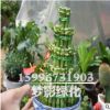 批發(fā)室內(nèi)富貴竹盆栽 盆栽植物室內(nèi)綠化 水培轉(zhuǎn)運(yùn)竹 竹塔 節(jié)節(jié)高