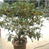 桂花樹苗批發(fā)庭院盆栽裝飾桂花樹貨源足 桂花樹 大型工程苗