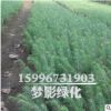 基地直銷黑松小苗 黑松樹苗批發(fā)價 四季常青園林道路工程造型樹