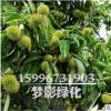 庭院種植板栗樹苗 兩年結果 大紅袍油栗苗 基地新品種果樹中苗
