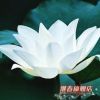 水生植物 碗蓮種根【白鶴】碗蓮種藕 盆栽碗蓮