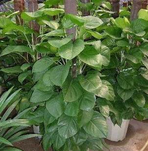 大葉綠蘿 有綠色進化器之美稱 室內盆栽植物 四季常青花卉