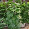 大葉綠蘿 有綠色進化器之美稱 室內(nèi)盆栽植物 四季常青花卉