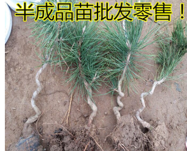 精品造型羅漢松盆景苗 綠化苗木園林工程綠化