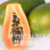 批發(fā)木瓜種子價格 顆粒飽滿 木瓜種子銷售 當年采包發(fā)芽