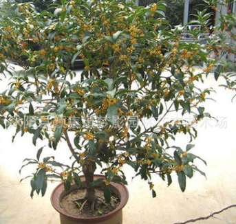 桂花樹(shù)苗批發(fā)庭院盆栽裝飾桂花樹(shù)貨源足 桂花樹(shù) 大型工程苗