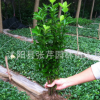 大量供應(yīng)冬青樹苗 冬青小苗 冬青苗 四季常青綠化苗木