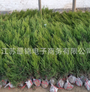 工程綠化龍柏苗四季常青龍柏小苗 規格齊全園林綠化苗木
