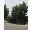 批發(fā)綠化苗木 供應(yīng)梧桐 法國梧桐 熟貨梧桐 實生梧桐樹