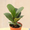 琴葉榕 像提琴葉橡皮樹(shù) 大圓葉植物 高檔室內(nèi)大型盆栽綠植
