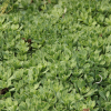 地被草花類植物低價(jià)批發(fā) 德國(guó)景天 紅葉景天苗