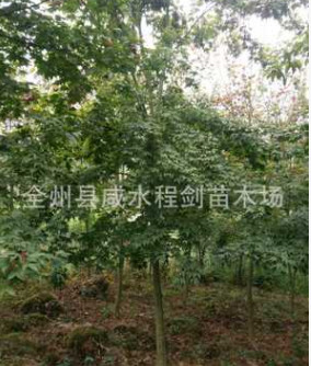 產地直銷貴州大量供應青楓 五角楓 廣西桂林青楓小苗批發