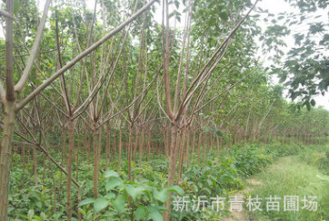 綠化苗木花卉花灌木色塊宿根類花卉苗木 重陽木 重陽木批發(fā)