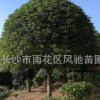湖南苗圃直銷米徑15公分冠幅3.5米的常綠喬木桂花樹
