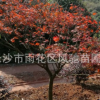 湖南苗圃直銷適應貴州江西陜西等地種植的彩葉喬木紅楓