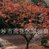 湖南農戶直銷米徑8公分 3米自然冠的彩色落葉喬木紅楓