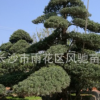 湖南苗圃直銷3米高 鱗片造型5年常綠樹苗造型景觀羅漢松