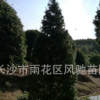 湖南苗圃直銷地徑15厘米高6米寶塔形的常綠樹苗紅豆杉
