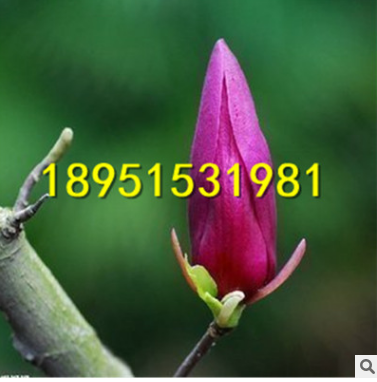 批發(fā)玉蘭樹苗玉蘭小苗紫玉蘭白玉蘭黃玉蘭二喬玉蘭花苗當(dāng)年開花