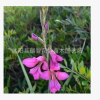 旺胡花卉 特價(jià)促銷 劍蘭種球 劍蘭種球 青骨紅