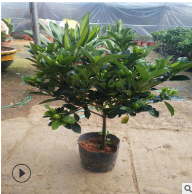 牡丹梔子花苗 大葉梔子花苗帶花苞四季開花帶土發(fā)貨綠植盆栽花卉
