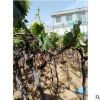 批發樹形葡萄小苗各類果樹苗品種齊全 庭院盆栽南方北方地栽種植
