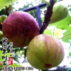 批發(fā)果苗布蘭瑞克無花果苗庭院果樹苗盆栽無花果小苗量大從優(yōu)