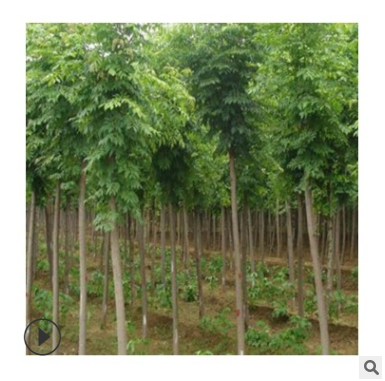 直銷2米白蠟苗 批量供應白蠟樹苗 速生白蠟 規格齊全 綠化樹苗
