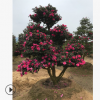 精品日本茶梅 批發(fā)茶梅 求購造型茶梅 別墅高檔樹