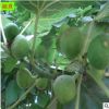 盆栽無花果樹苗供應 當年結果庭院陽臺種植1公分布蘭瑞克無花果苗