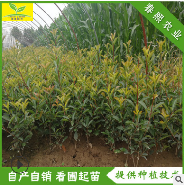 紅葉石楠苗 根系發(fā)達(dá) 易成活 營(yíng)養(yǎng)缽 40公分 50公分紅葉石楠苗