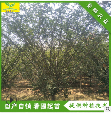 直銷(xiāo)垂絲海棠 園林綠化 地徑5 6 8 10公分海棠樹(shù) 西府海棠